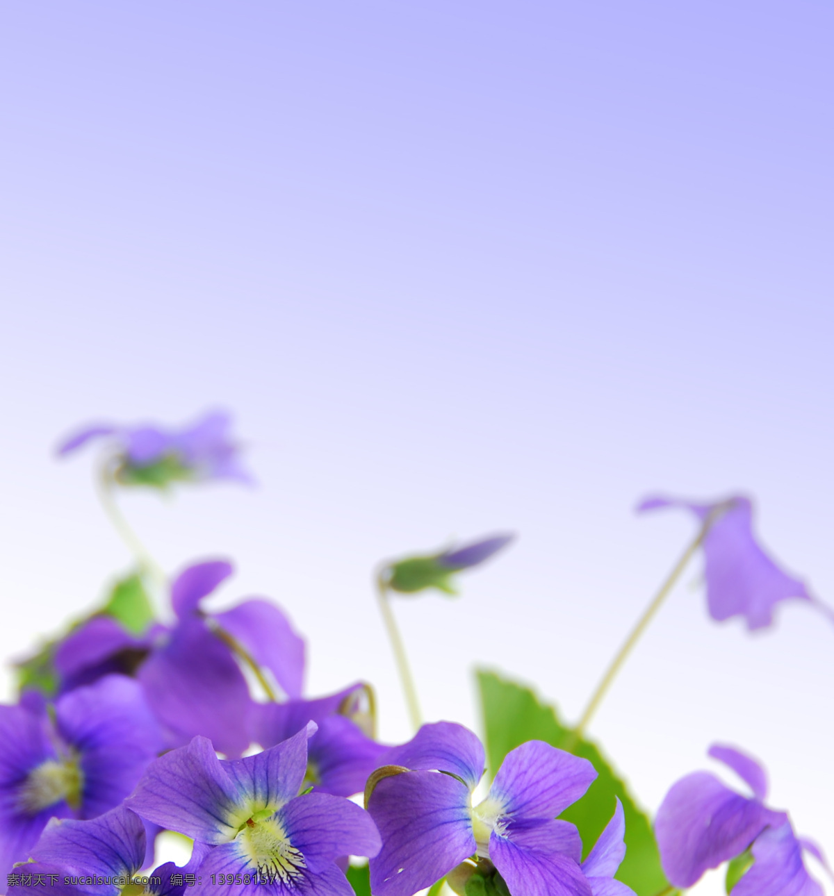 紫色 小花 花卉 背景 虚化 小 景深 摄影图 生物世界 蔬菜