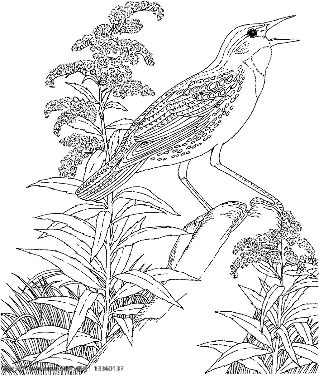 鸟类素描 动物素描 动物手绘画 设计素材 动物专辑 素描速写 书画美术 白色
