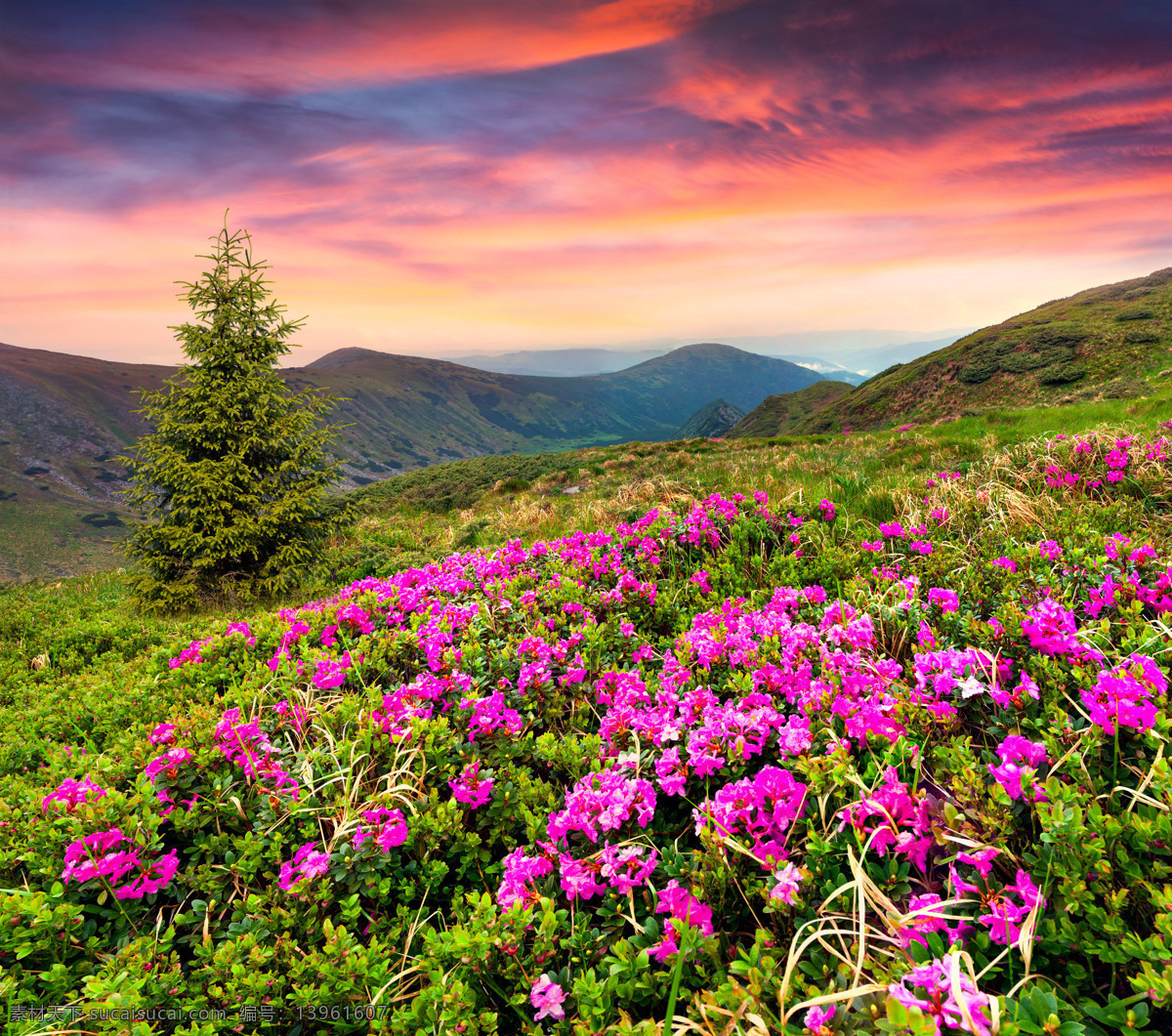 花丛 自然 花草 风景 风光 花朵 鲜花 高原 高山 自然风景 自然风光 田园风景 美丽风景 美丽风光 山峰风景 草地 草原 美景 景色 山峰美景 山川 高原风光 高原地貌 山峰风光 绝美风光 壁纸 桌面壁纸 风光方面素材 自然景观