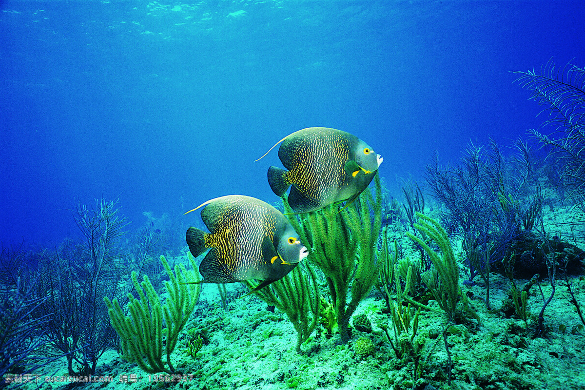 海洋生物 海底世界 海洋 礁石 生物世界 鱼 鱼类 珊蝴礁石 珊蝴 海底景色