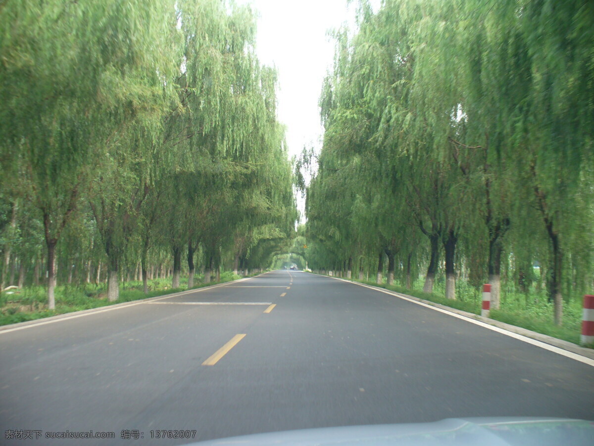 绿荫大道 绿色 郊区 柳树 北京 大兴 自然景观 自然风景