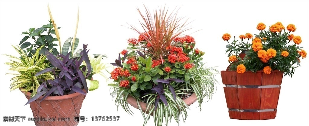 彩色花 路边花 盆栽 植物 绿色 叶子 红花 分层