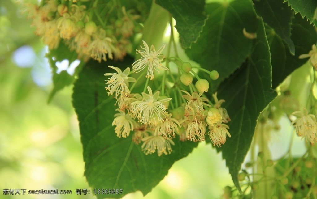 东北 长白山 椴树花 紫椴花 吉林 集安 椴树蜜 紫椴蜜 生物世界 树木树叶