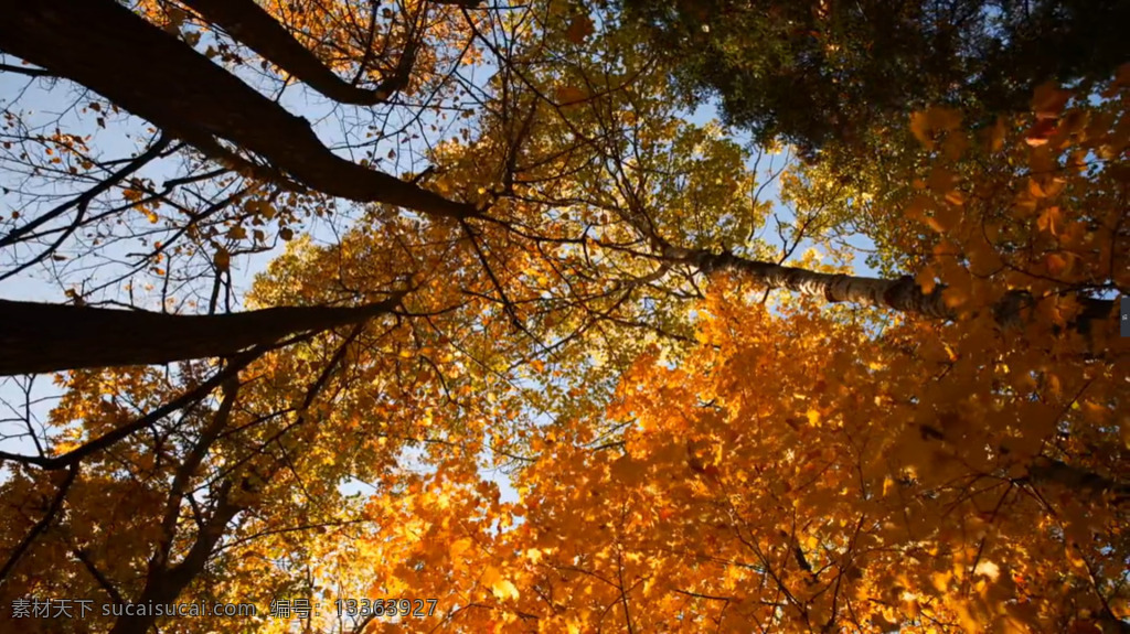实拍 秋季 天空 风景 视频 含 音频 仰拍 高清