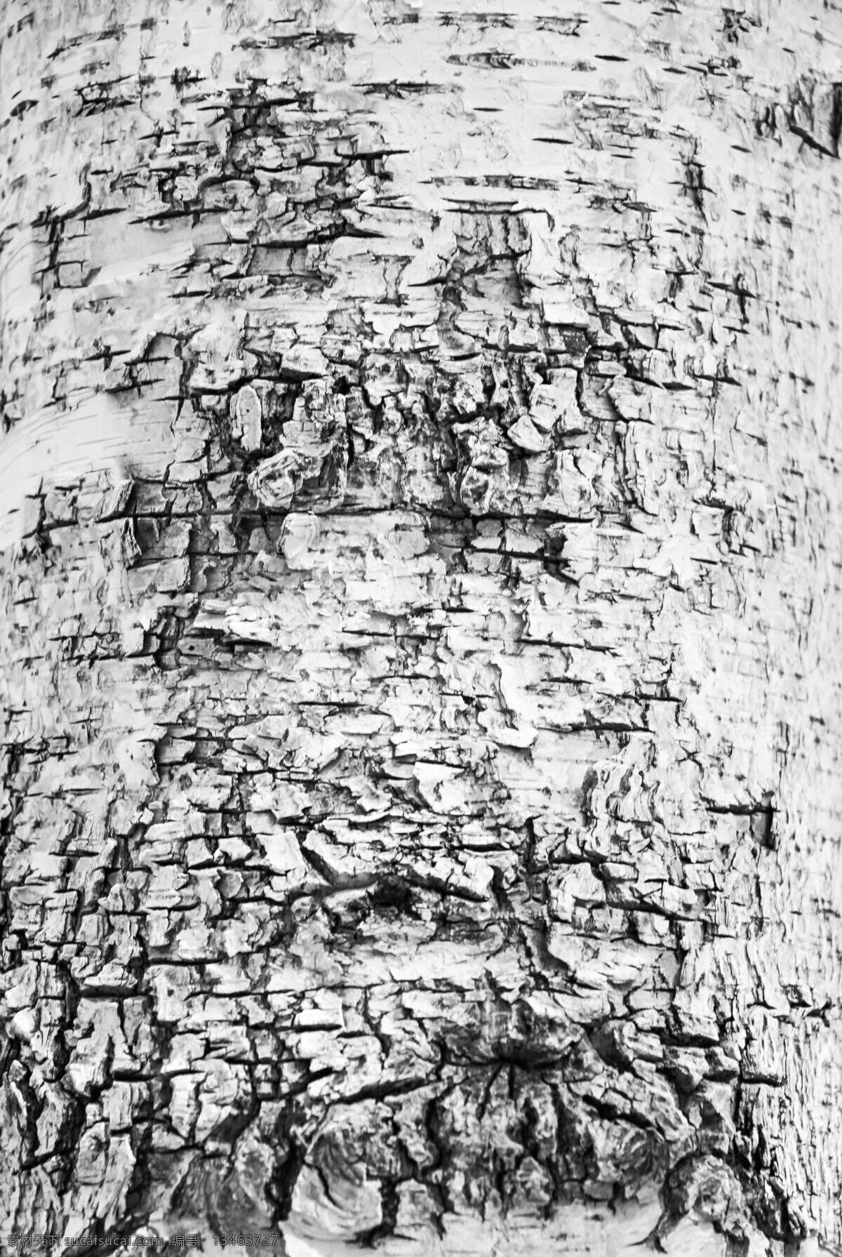 白桦树皮 贴图 白桦树 树皮 树皮纹路 白杨树 生物世界 树木树叶