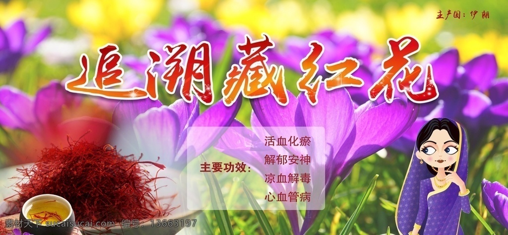 藏红花图片 追溯藏红花 伊朗藏红花 藏红花展板 藏红花背景 藏红花海报