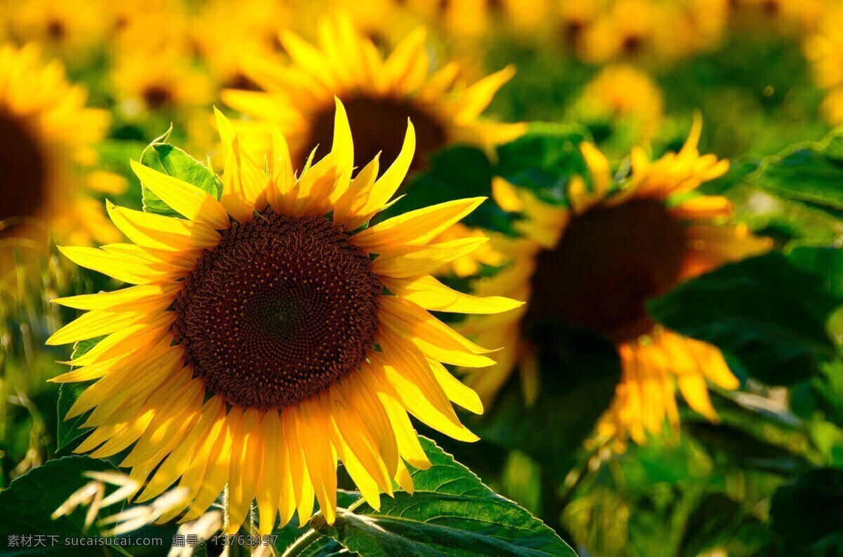 太阳花 背光 丰富多彩 黄色花 性质 鲜花 开花 黄色 花卉 向日葵 黄色花卉