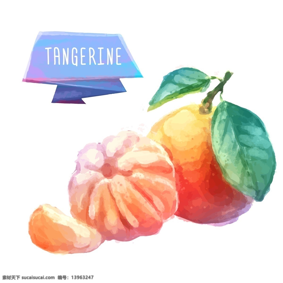 橘子 水彩 水果 矢量 橘子水彩 水果矢量素材 水彩素材 tangerine 生物世界