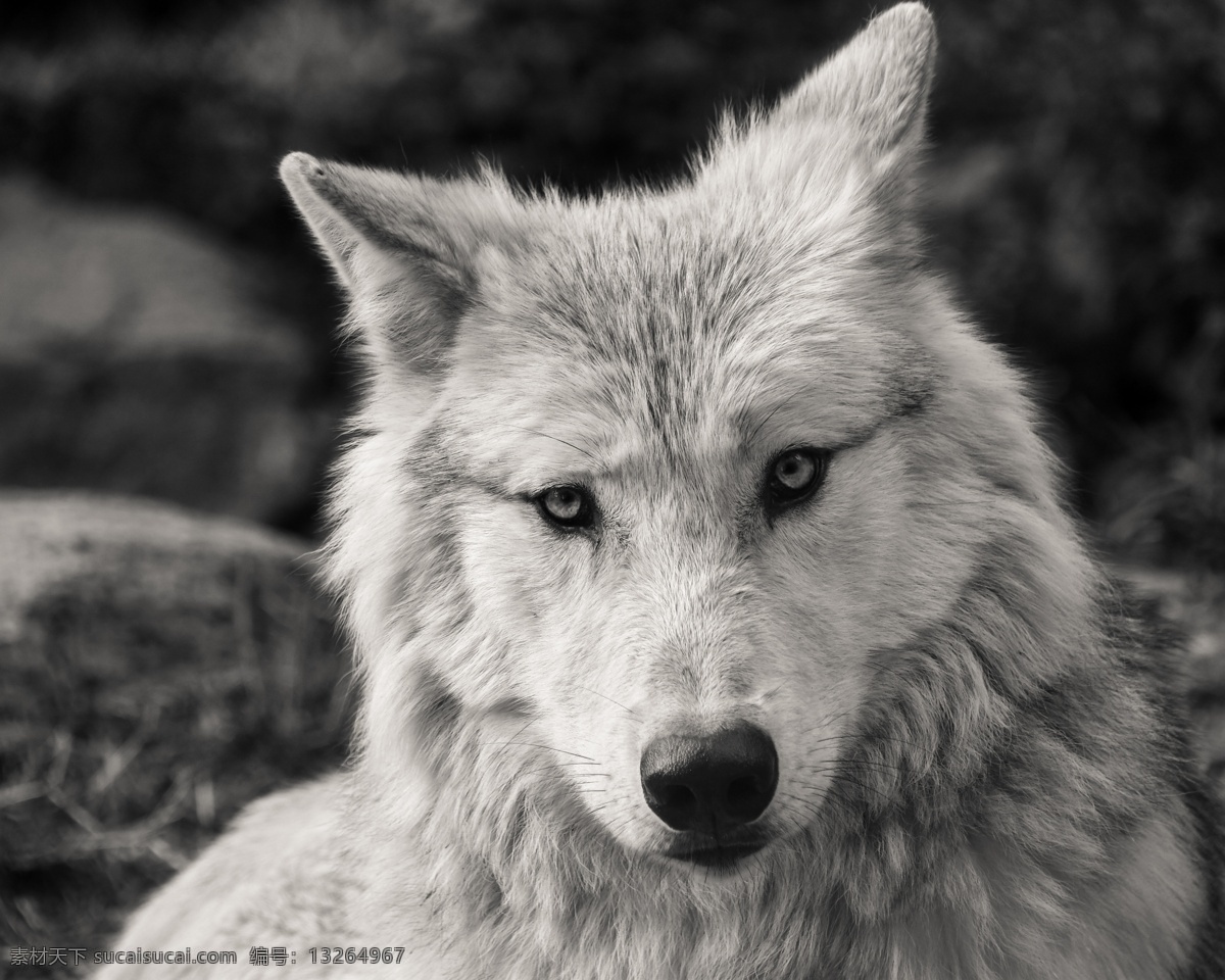 野狼 猛兽 野兽 野生动物 保护动物 生物世界