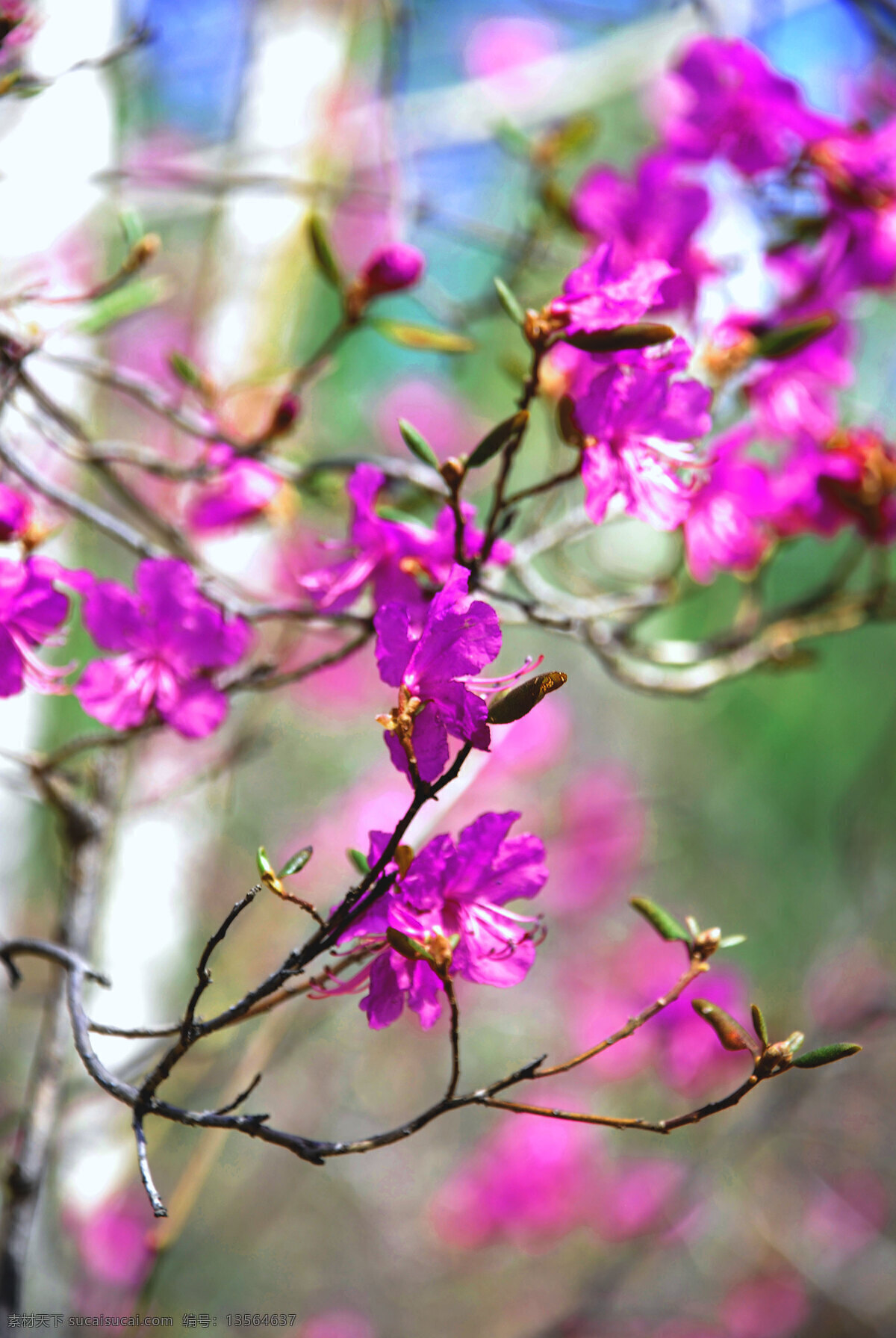 春天 杜鹃花 花草 花朵 花卉 生物世界 微距 达达 香花 达达香花 根河市 映山红 植物 psd源文件