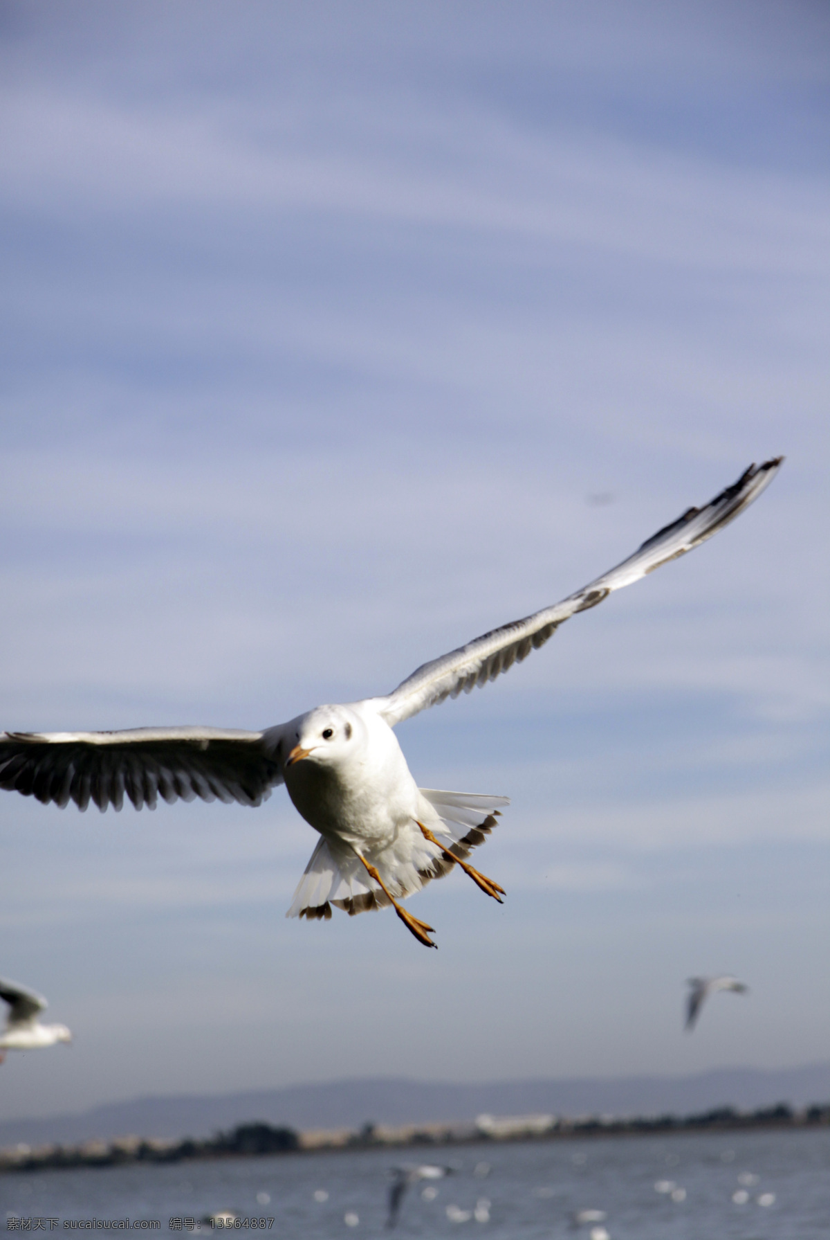 翱翔 翅膀 飞翔 海鸥 鸟类 生物世界 天空 天高任鸟飞 脊索动物 psd源文件
