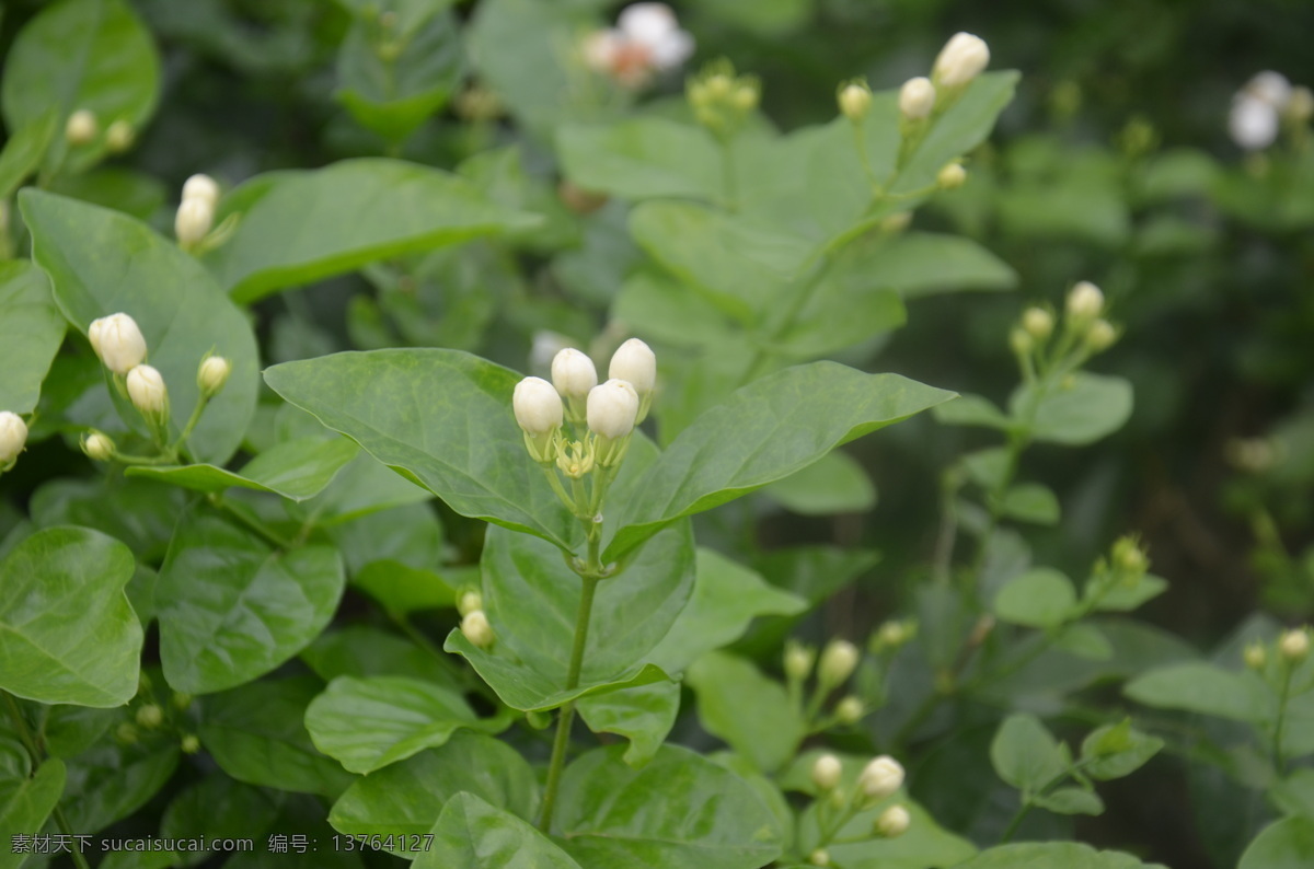 茉莉花 花 美景 花蕾 绿叶 花草 生物世界