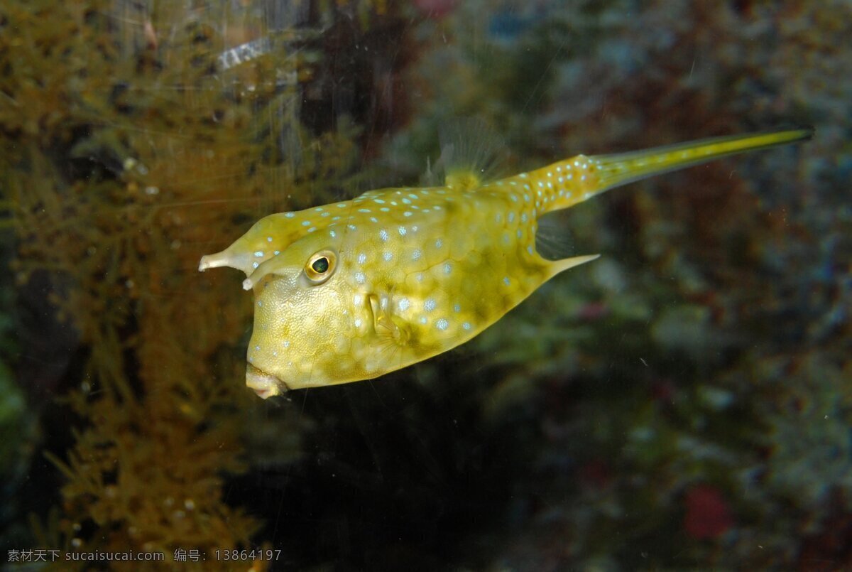 深海 生物图片 大海 海底世界 海洋 海洋生物 生物世界 乌贼 深海生物 小鱼 鱼类