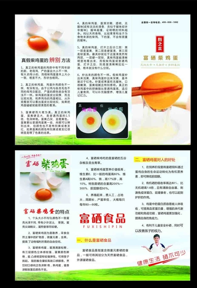 鸡蛋三折页 蛋黄 筷子夹蛋黄 鸡蛋真假 食品三折页 dm宣传单
