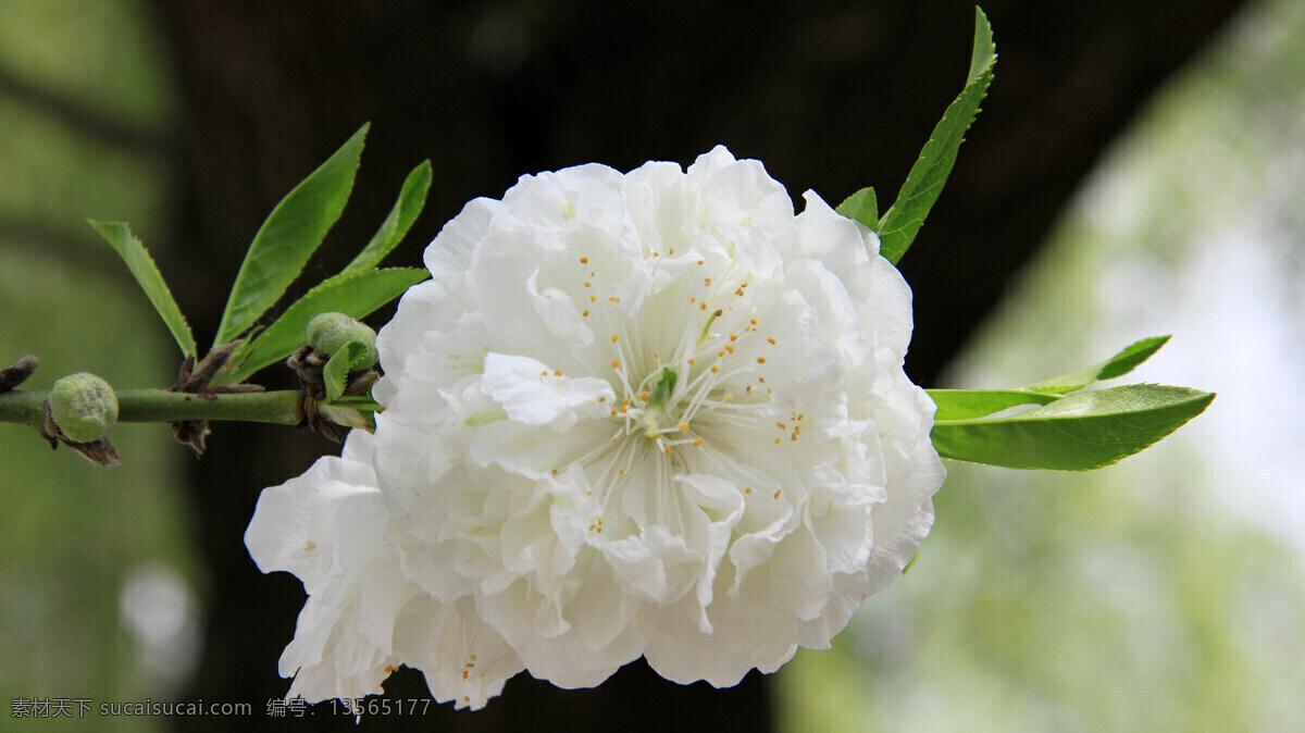 樱花 烂漫 春天 花草 花朵 美图 生物世界 鲜花 樱花烂漫 psd源文件
