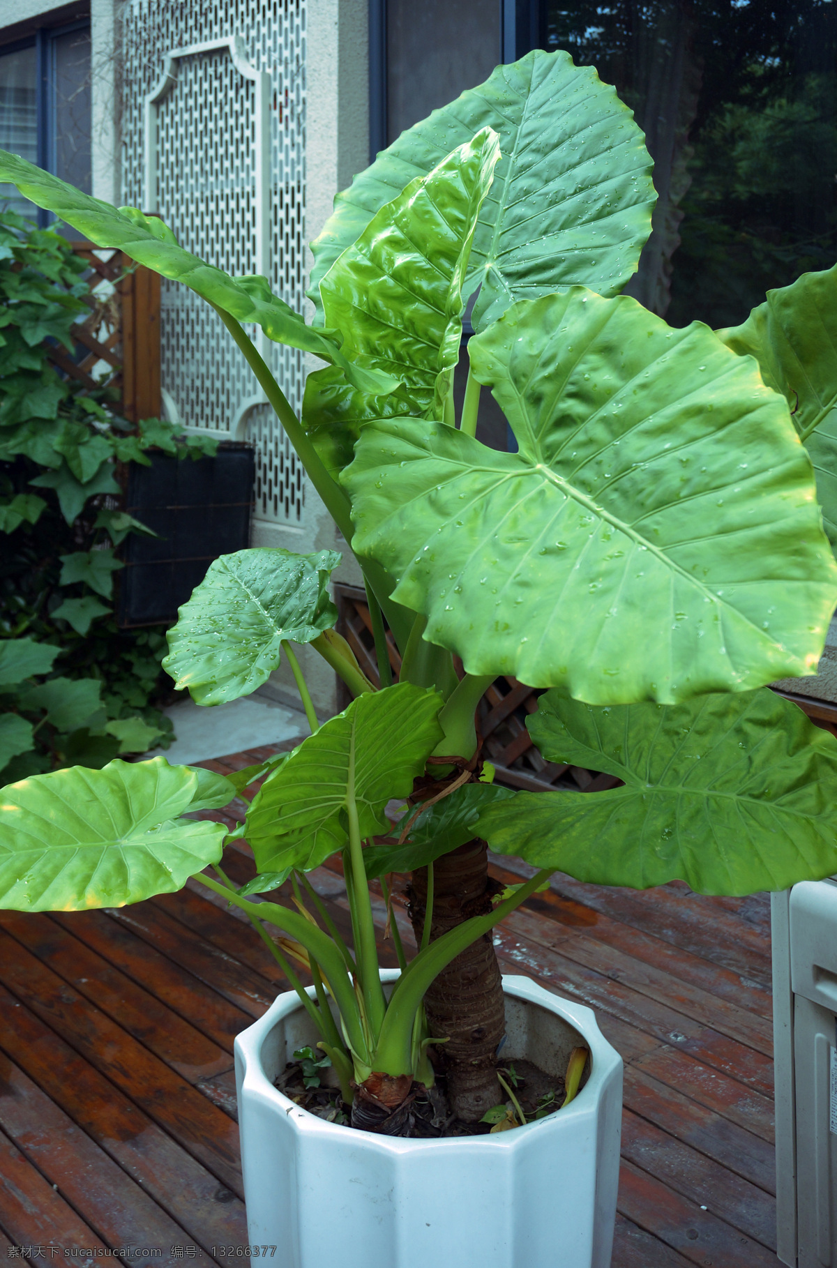 滴水观音树 花园植物 观赏植物 家庭植物 大叶植物 自然素材 生物世界 花草