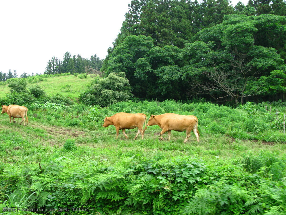 牛 树 农村 草 环保 旅游摄影 国内旅游