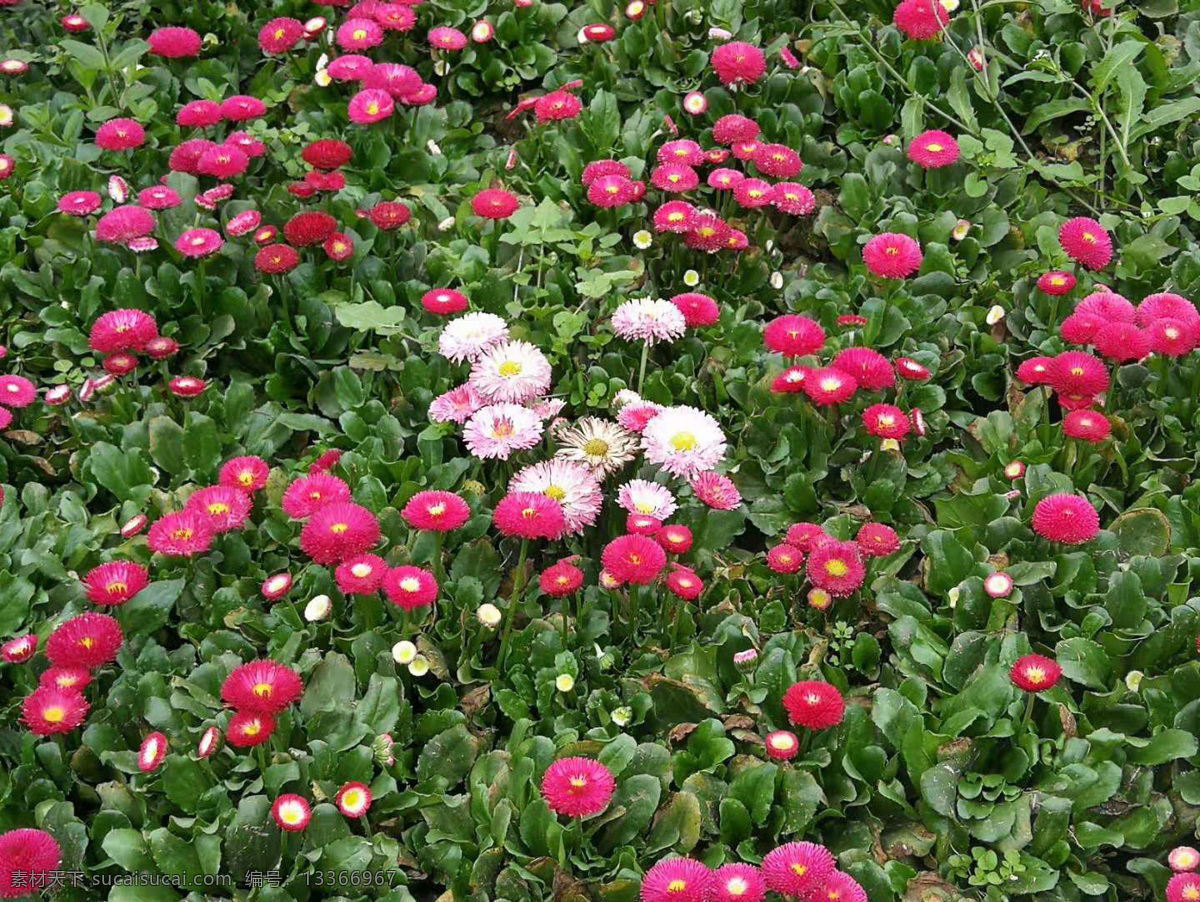 花卉 雏菊特写 花 花瓣 园林花卉 植物 开花 春天花卉 花卉背景 公园花 盆景 盆栽花卉 花朵 自然景观 田园风光