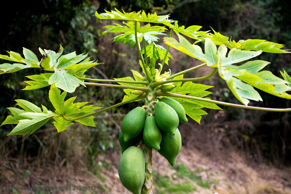 木瓜 瓜 花草 植物 青木瓜 果实 果子 果 生物世界 水果