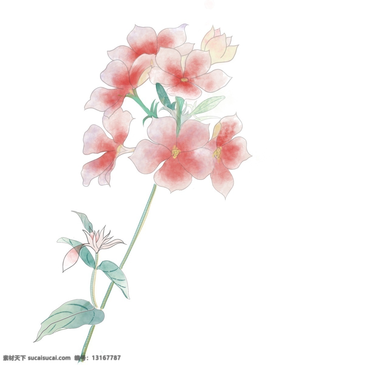 清新 水彩 植物 花朵 簇 一簇 透明 浪漫