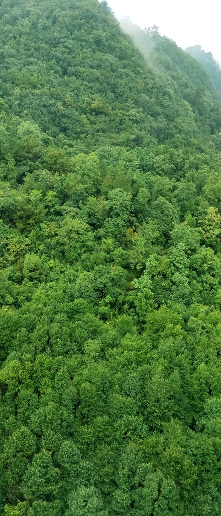 黔 灵 公园 俯视 黔灵公园俯视 贵阳 公园一角 贵州景色 黔山秀水 绿水青山 金山银山 自然景观 山水风景