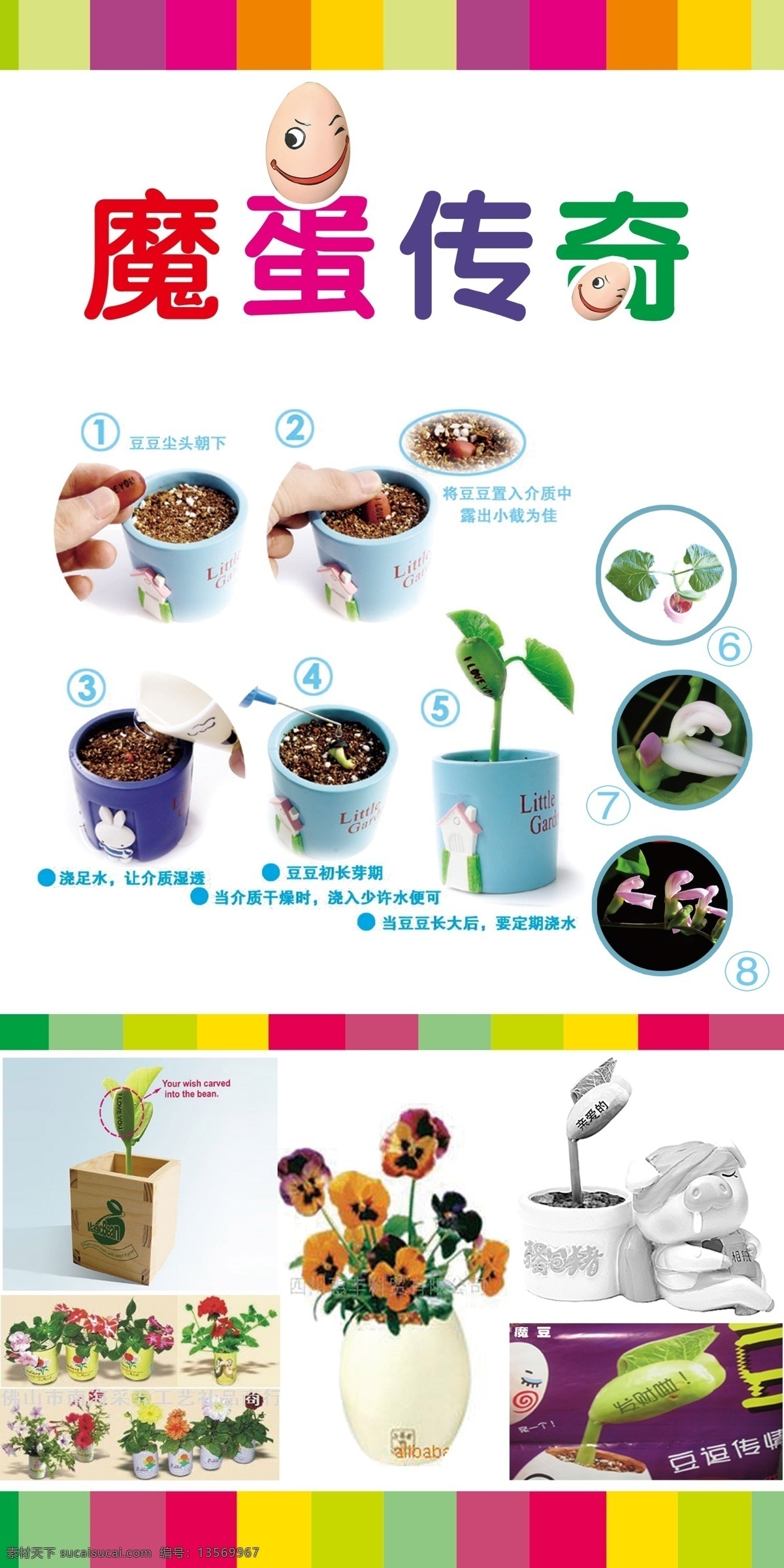 魔蛋传奇 魔蛋 种植生长过程 魔蛋花 花盆 牙 花朵 魔豆色带步骤 广告设计模板 源文件