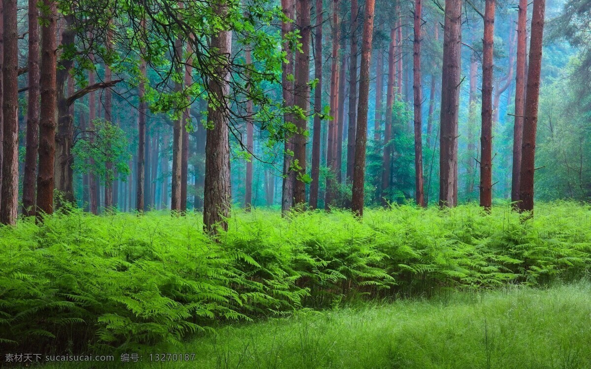 梦幻森林 风景 green 树林 森林 绿色 清新 风景画 环境 自然风景 风光 林海 烟雾 仙境 自然景观