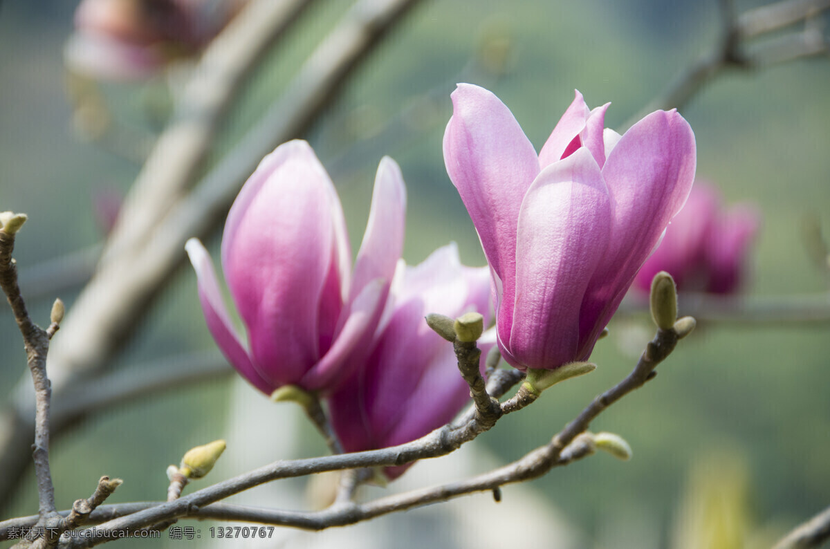 紫玉兰 玉兰 玉堂春 花卉 春节 报春 迎春 辛夷 木兰 园艺 落叶灌木 生物世界 花草