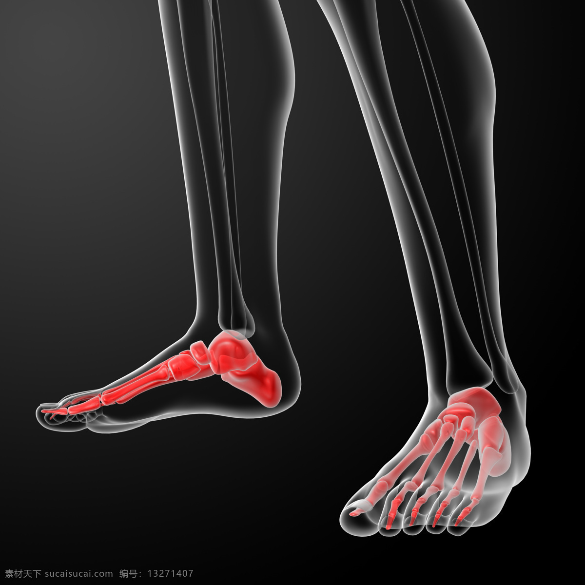 科学研究 人体骨骼 现代科技 脚掌 肌肉 骨骼 结构 脚掌结构 脚掌肌肉 人体结构 人体肌肉 人体标本 人体构造 医学标本 矢量图
