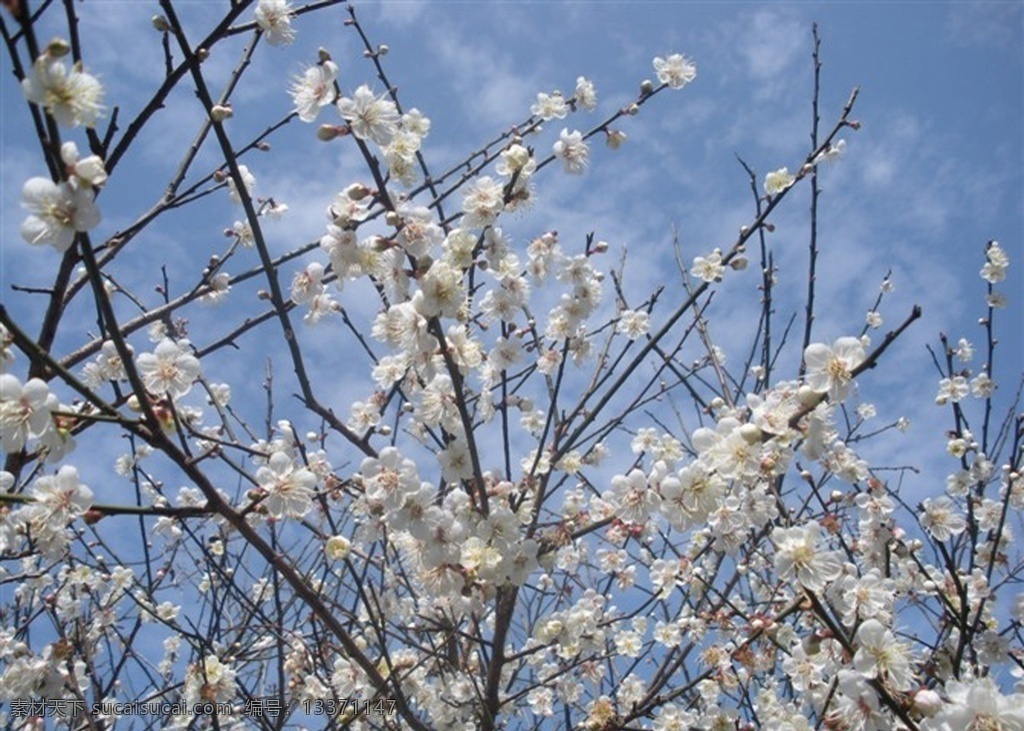 梅花图片 梅花图 红梅花 腊梅 腊梅花 黄色腊梅 花卉摄影 腊梅争春 植物 木本植物 花卉 花草 唯美梅花 腊梅盛开 国花 花 草 花卉壁纸 意境红梅 腊梅花素材 梅花傲雪 高清梅花 高清花卉素材 蜡梅 寒梅 腊梅图 枝头腊梅 腊梅花枝 腊梅意境图 梅花朵朵开 腊梅花开 岁寒三友 梅花寒友 照片素材 生物世界