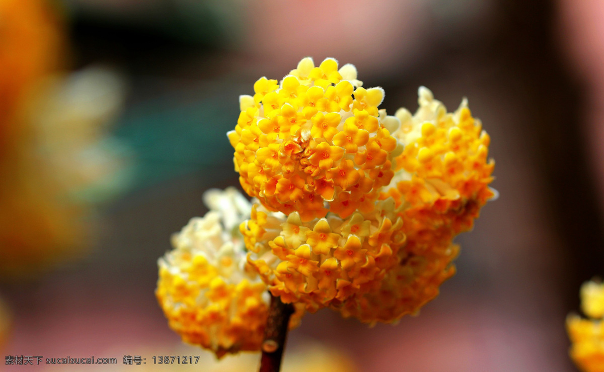 球形打结花