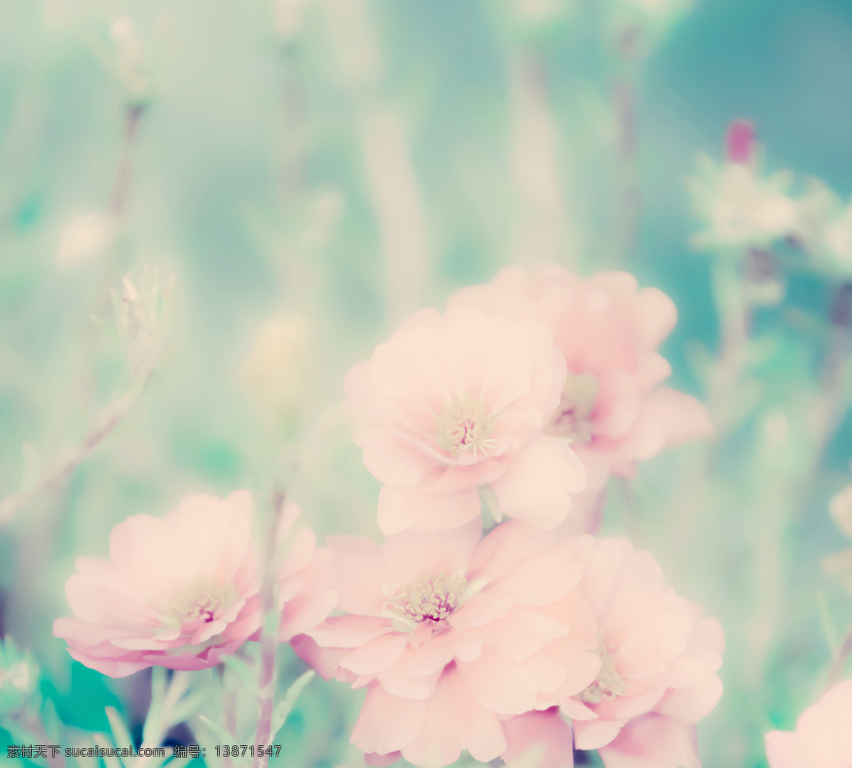 梦幻 粉色 花朵 高清 花卉 植物