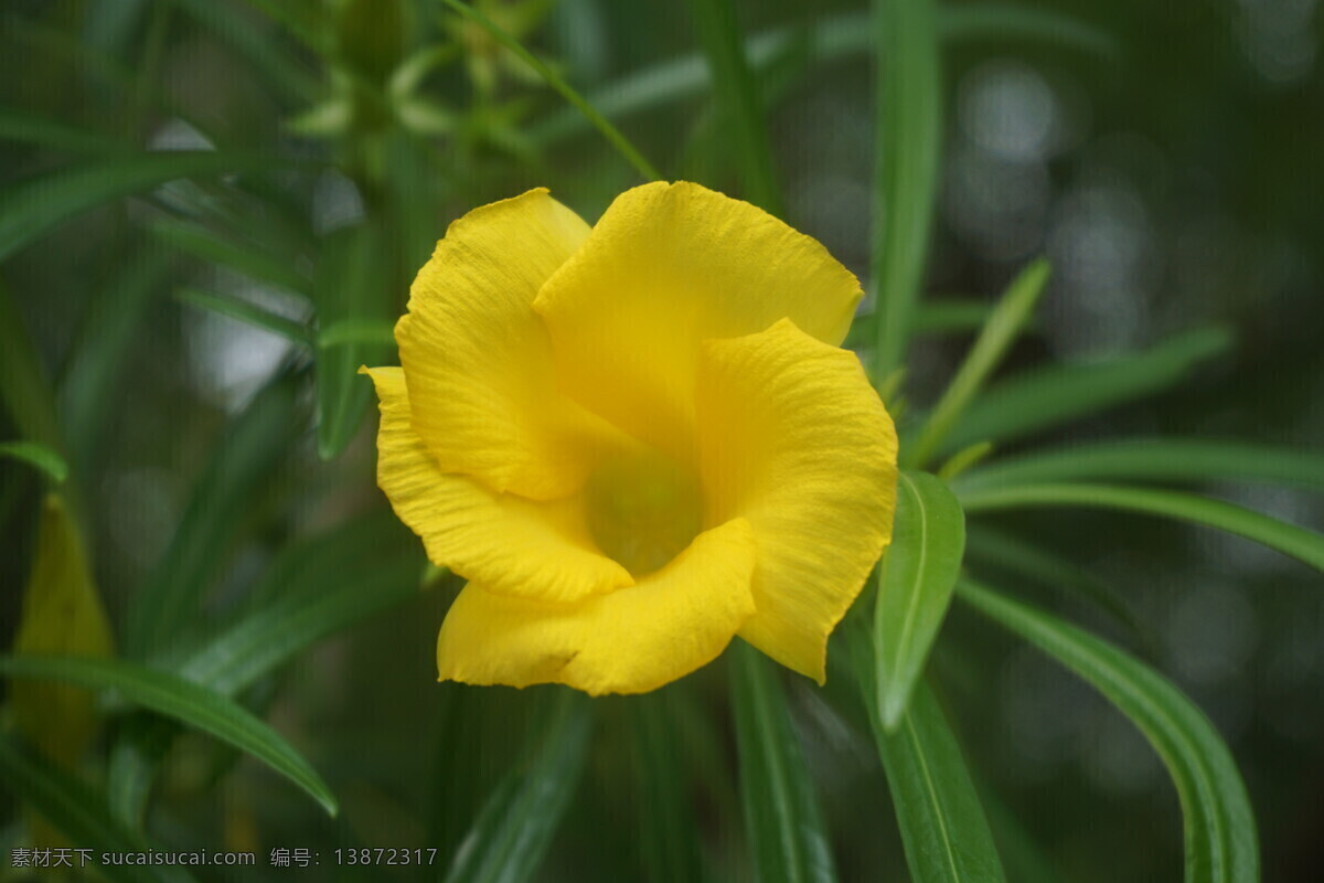 黄花夹竹桃 黄色花 夹竹桃 花卉 绿叶 植物 树木 花草树木 生物世界 花草