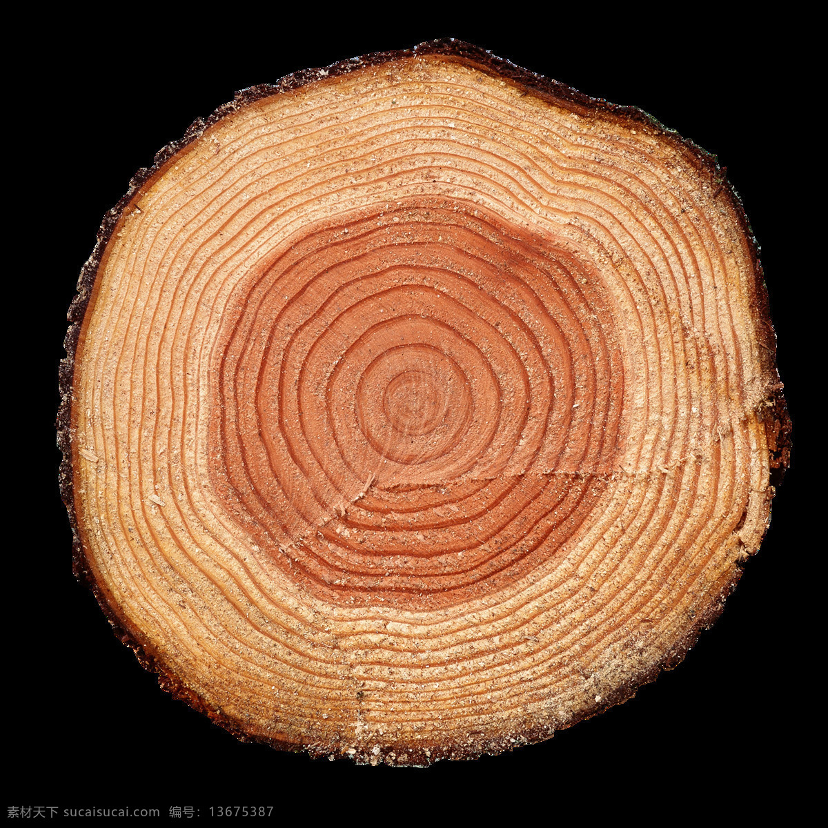 圆形 树干 切面 透明 免扣素材 年轮 树木 透明素材 圆圈 装饰图片 棕色