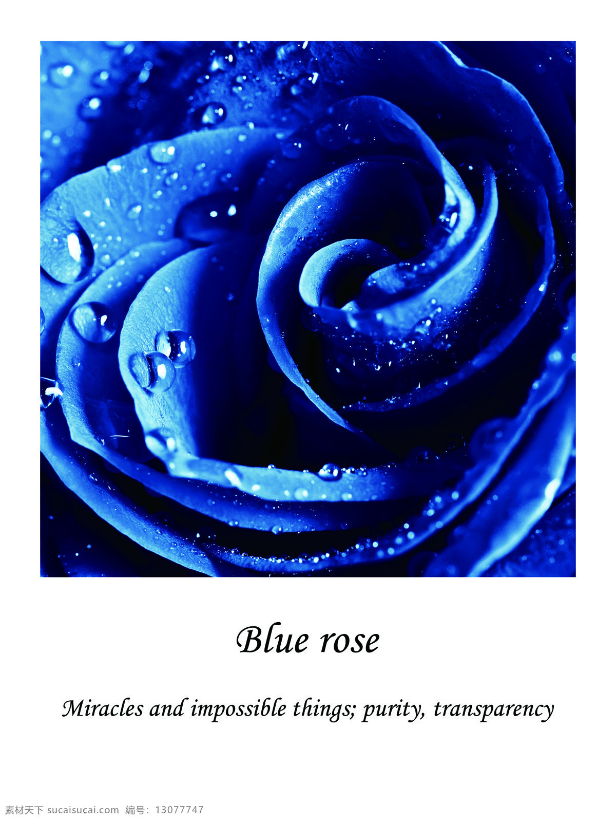 蓝玫瑰 花语 英文名 爱情 知己 忧伤 玫瑰 环境设计 无框画