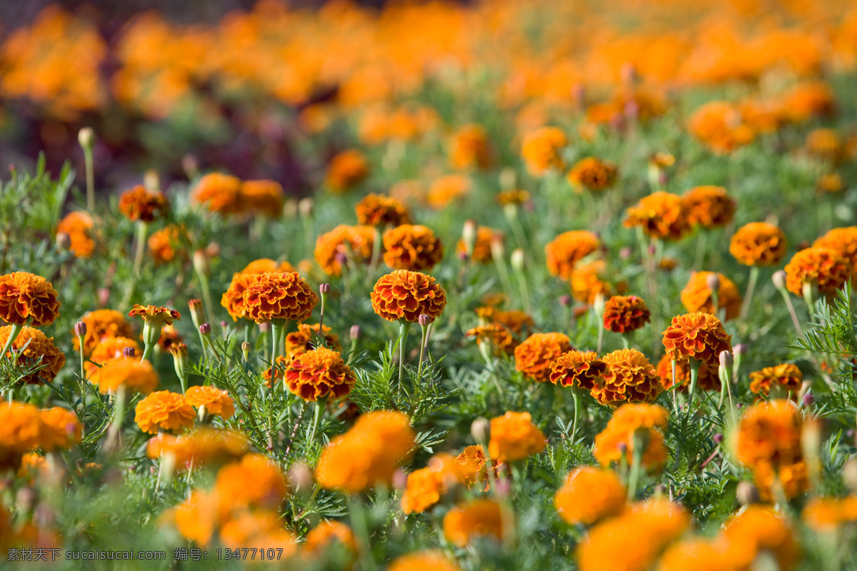 春天风景 风景画 花草 花卉 菊花 菊花背景 生物世界 黄 黄菊花 野菊花 菊花盛开 观赏菊 春天田野 盛开菊花 金色田野 菊花底图 季节色彩 田野风景 乡村风景 观赏花卉 鲜花艺术 装饰素材 山水风景画