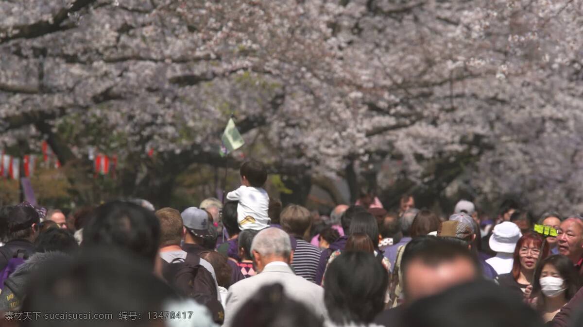 行走 樱花 下 游客 自然 人 樱桃 开花 日本人 花园 粉红色 春天 日本 花 季节 公园 亚洲 吸引力 旅游 标志性的