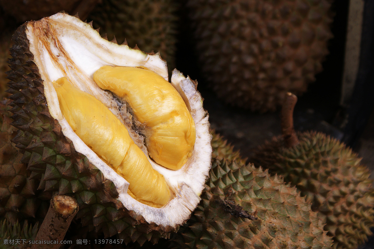 榴莲 韶子 麝香猫果 金枕头 营养丰富 香味独特 水果之王 durian 榴莲肉 水果 生物世界