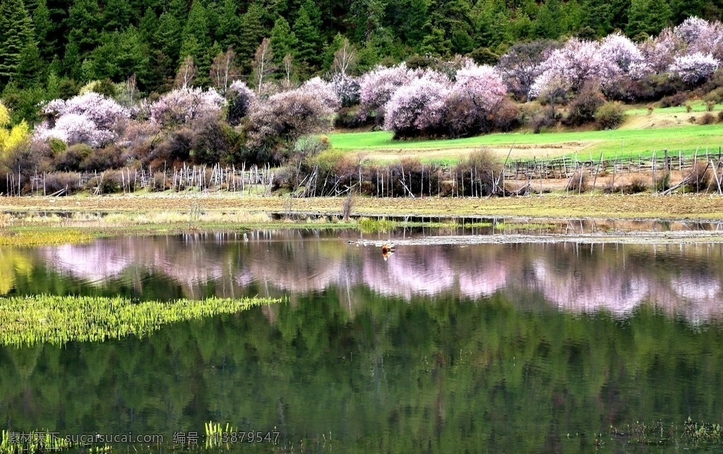 川藏林芝风景 桃花 桃树 古柏 淳朴民俗 草地 篱笆 鸳鸯 倒影 波光粼粼 旅游摄影 自然风景