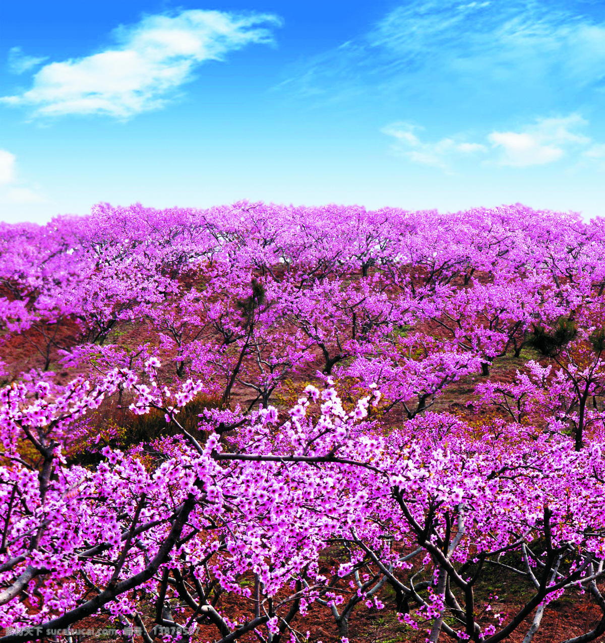 桃花林 桃花 桃树 粉色 绿色 土地 花草 生物世界