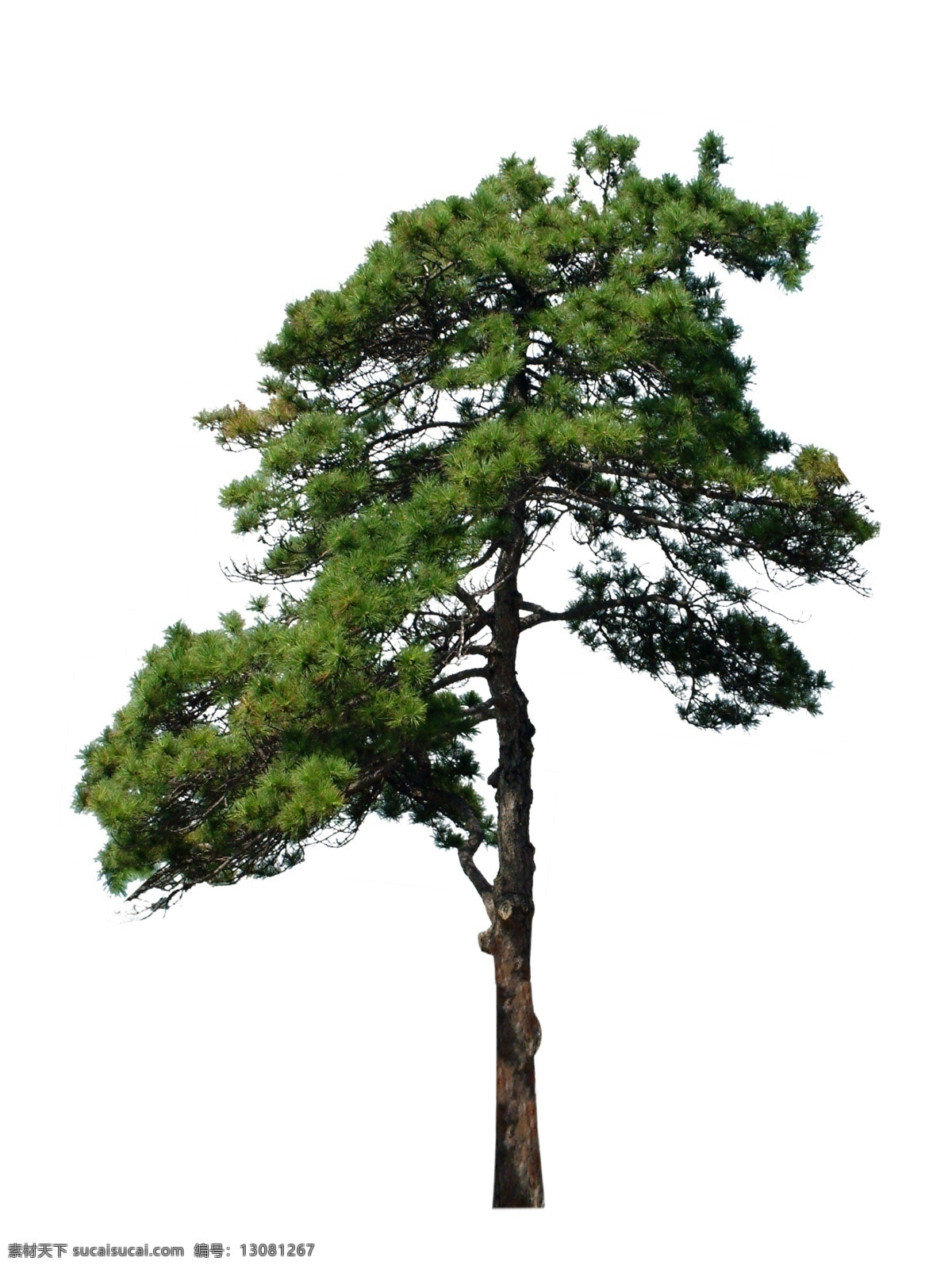 松树素材 松树透明背景 松树抠图 松树psd 分层
