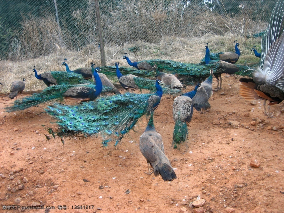 孔雀 翅膀 动物园 花草 鸟类 生物世界 树木 野生动物 羽毛