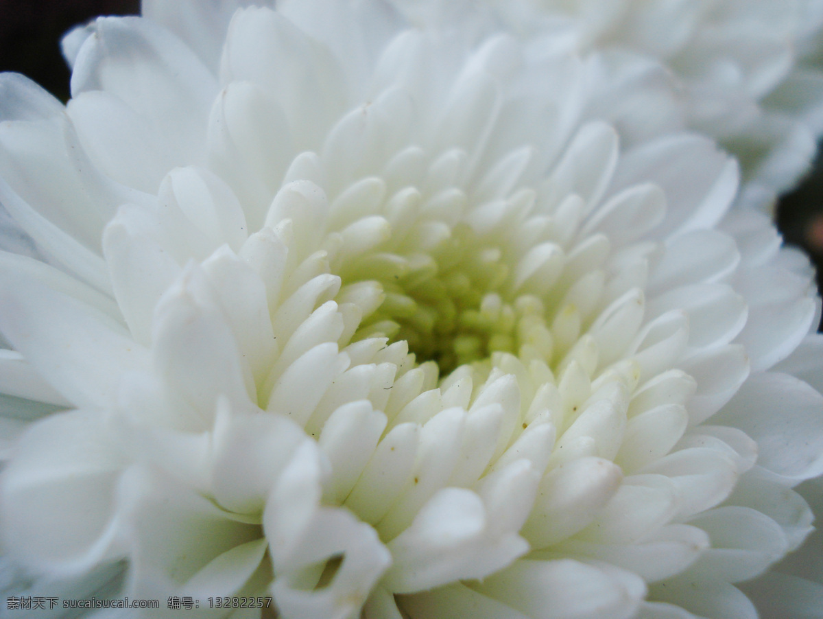 菊花免费下载 花卉摄影 花卉特写 摄影图 自然景观 菊花写真 紫菊摄影写真