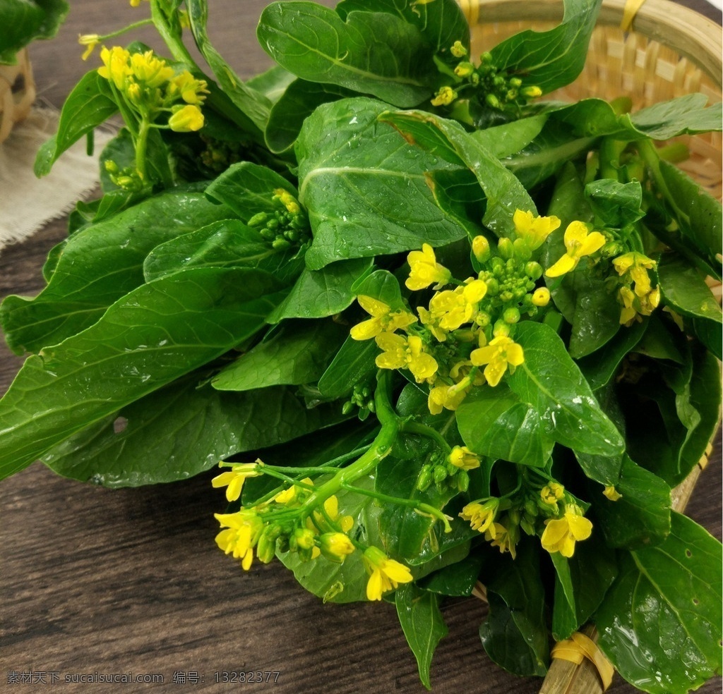 菜心苗 菜心 菜花 小菜花 菜苔 生物世界 蔬菜