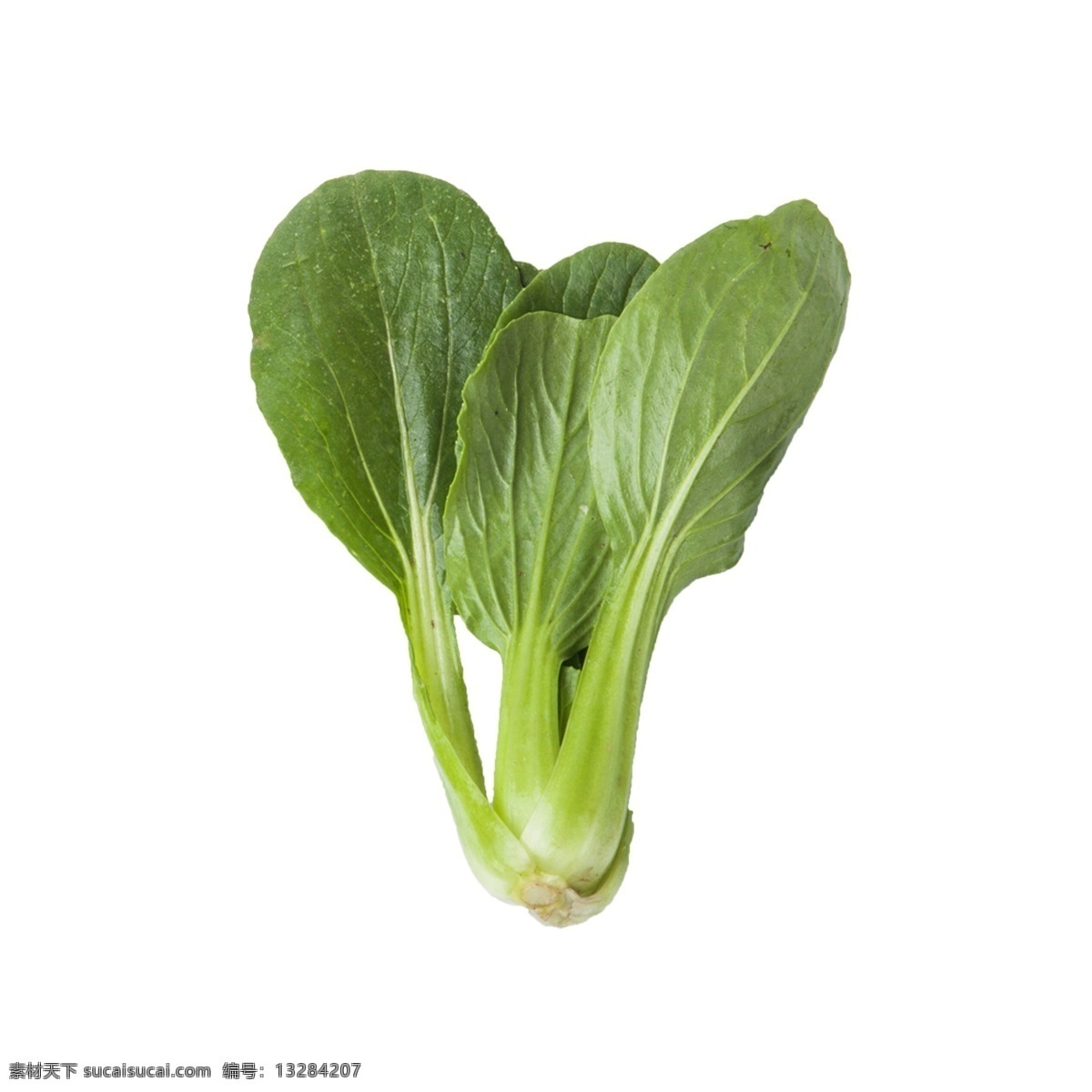 青菜 免 抠 一棵青菜 有营养的青菜 一棵青菜免抠 绿色食品 绿叶菜 小青菜 好吃的蔬菜 蔬菜