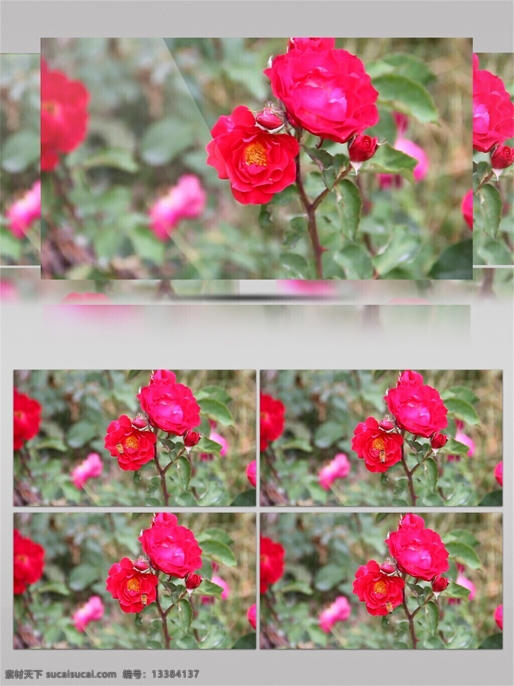 盛开 红色 玫瑰花 视频 音效 视频素材 鲜花 舞台 背景 玫瑰花花瓣 视频音效 前景 唯美 舞蹈 唯美花海 鲜花粒子