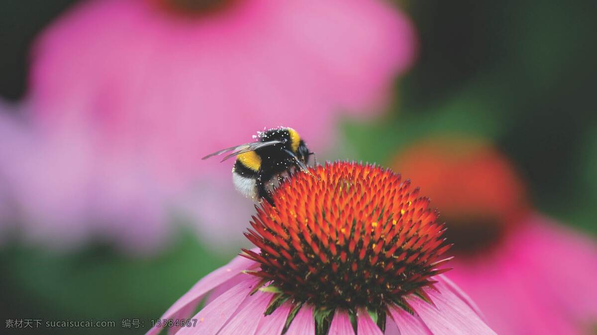采蜜 蜂蜜 蜜蜂 花蜜 花朵 粉色 红色 花心 高清 背景 背景图 唯美 桌面 壁纸 生物世界 昆虫