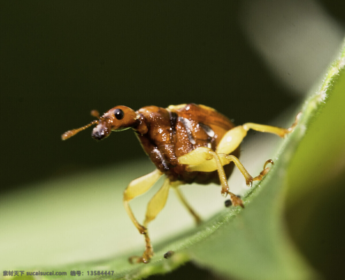 翅 首 以待 甲虫 昆虫 自然 自然生态 生态摄影 鞘翅目 生物 动物 野生动物 野生生物 微距 生物世界