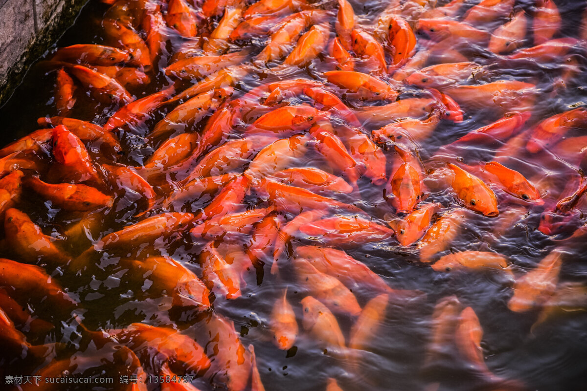 锦鲤群 锦鲤 池塘 自由 游鱼 戏水 情侣 背景 构图 自然 观赏鱼 生物世界 鱼类