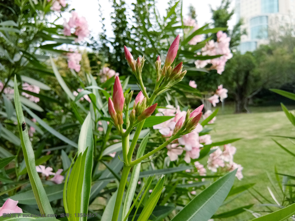 夹竹桃 花苞 花蕾 夹竹桃花开 夹竹桃花 柳叶桃 绮丽 半年红 甲子桃 枸那 叫出冬 花草树木 生物世界 花草